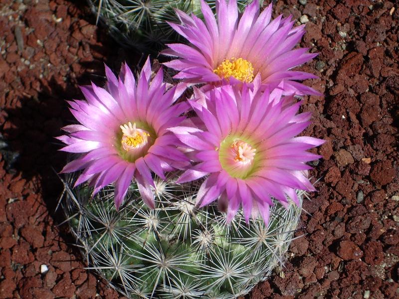 Terreau cactus - 2.5 L - Ferme De La Madeleine 